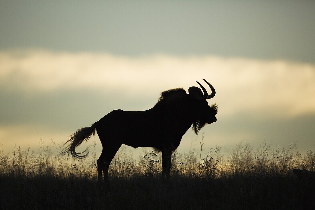 Black Wildebeest (Connochaetes gnou) male, Gauteng Province, Rietvlei Nature Reserve, South Africa