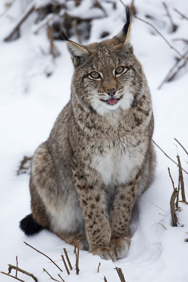 Eurasian Lynx (Lynx lynx) sitting in snow, Germany