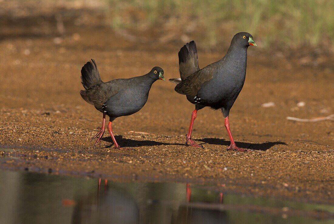 Black-tailed Native-hen (Tribonyx ventralis) pair at water's edge, Georgetown, Queensland, Australia