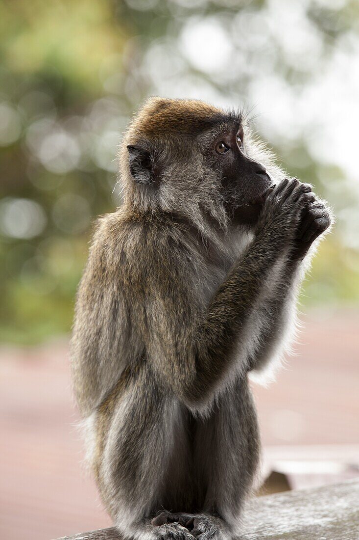 Long-tailed Macaque (Macaca fascicularis) eating fruit, Sabah, Borneo, Malaysia