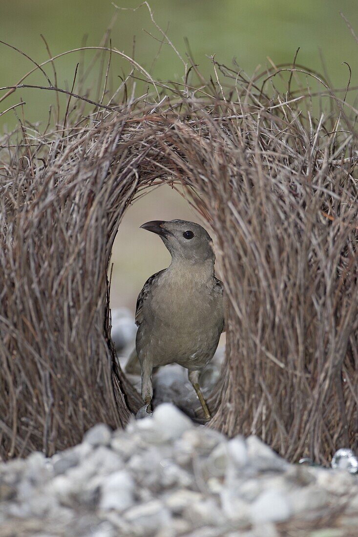 Great Bowerbird (Chlamydera nuchalis) male in bower, Litchfield National Park, Australia