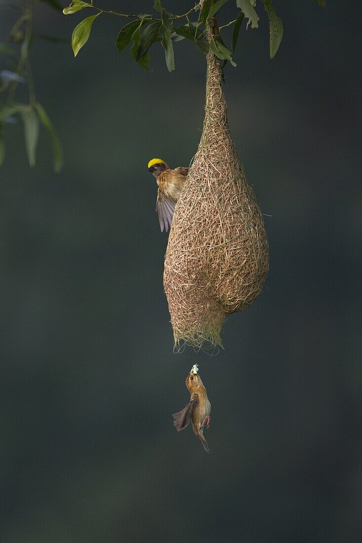 Baya Weaver (Ploceus philippinus) male on nest while female enters to feed chicks, Singapore