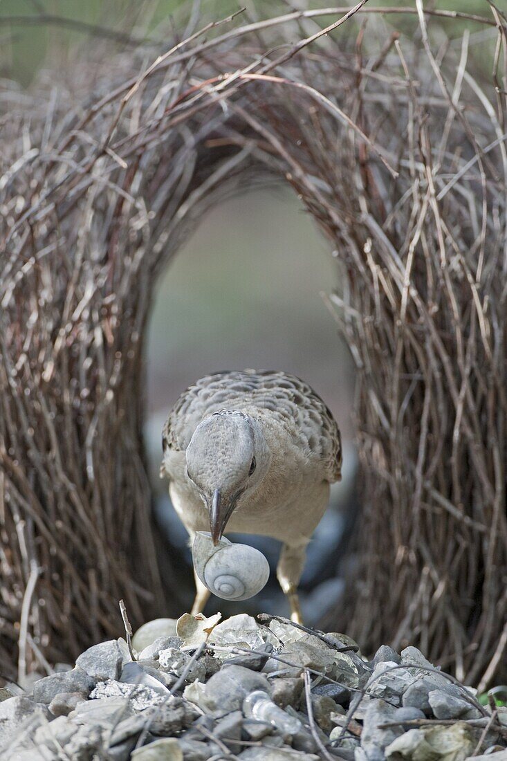 Great Bowerbird (Chlamydera nuchalis) male decorating bower with snail shell to attract females, Litchfield National Park, Australia