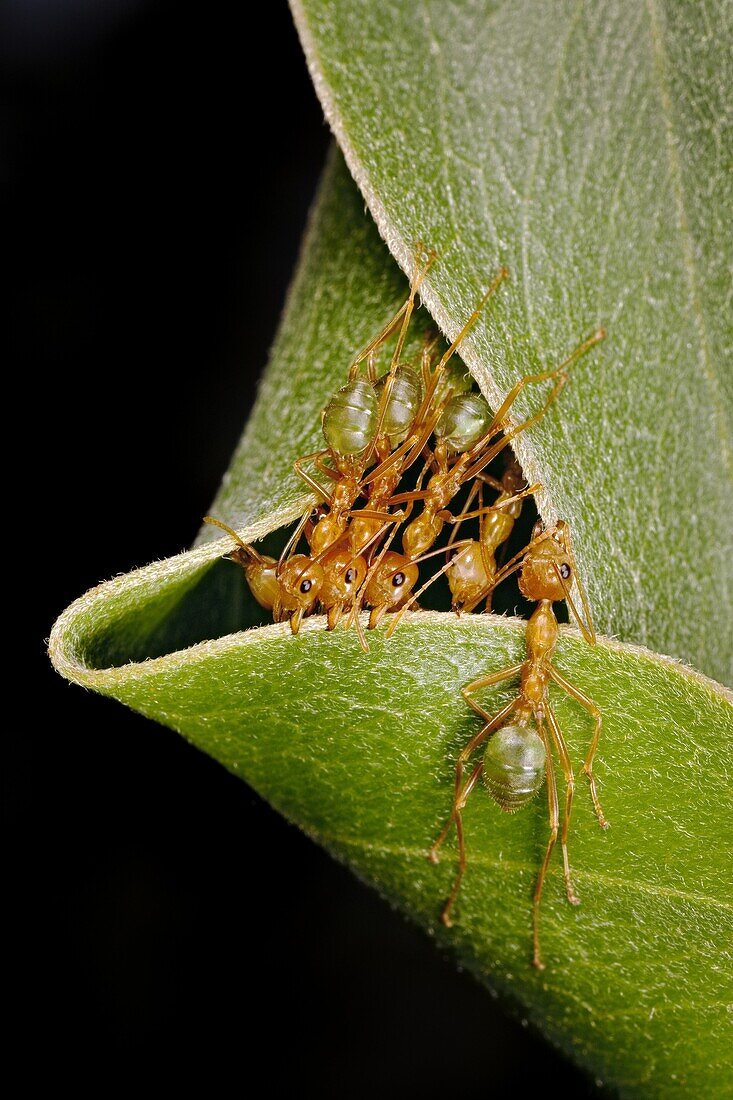 Green Tree Ant (Oecophylla smaragdina) group rolling leaf to create nest, Kakadu National Park, Australia