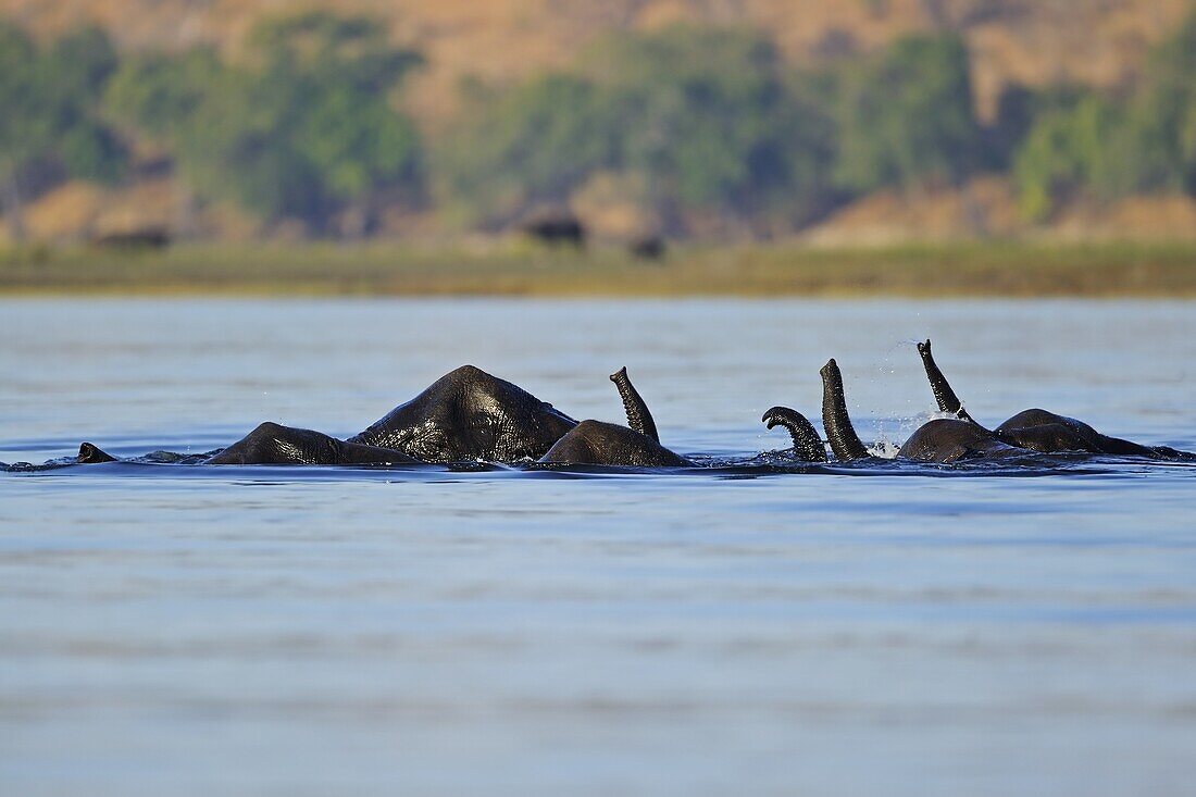 African Elephant (Loxodonta africana) group using trunks as snorkels while submerged in Chobe River, Chobe National Park, Botswana