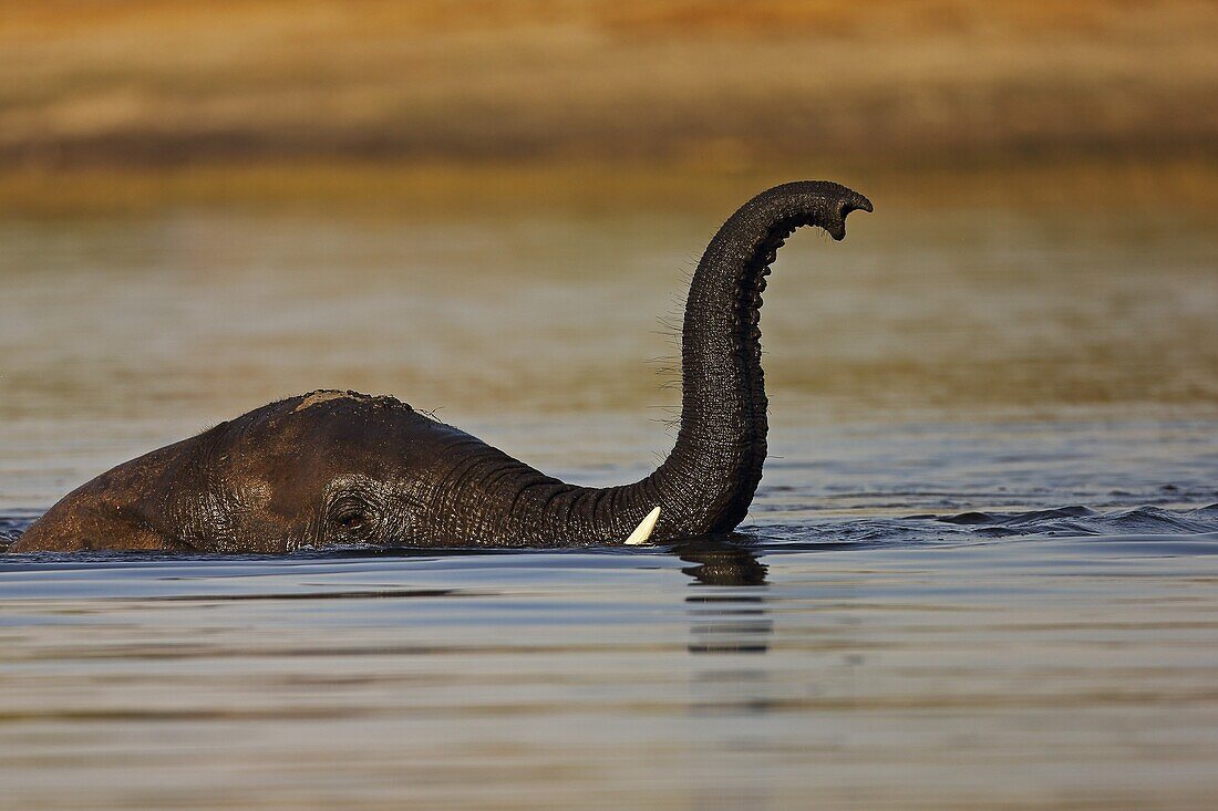 African Elephant (Loxodonta africana) with truck raised for breathing, in Chobe River, Chobe National Park, Botswana