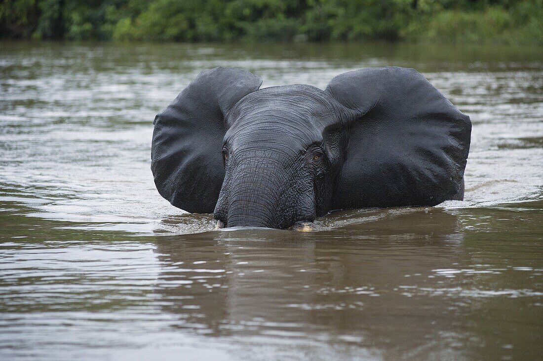 African Forest Elephant (Loxodonta africana cyclotis) crossing river, Lekoli River, Democratic Republic of the Congo