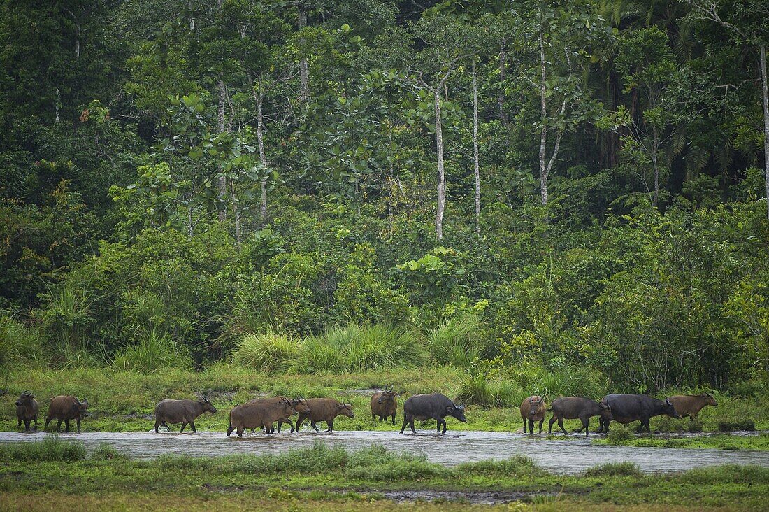 Forest Buffalo (Syncerus caffer nanus) herd, Lango Bai, Odzala-Kokoua National Park, Democratic Republic of the Congo