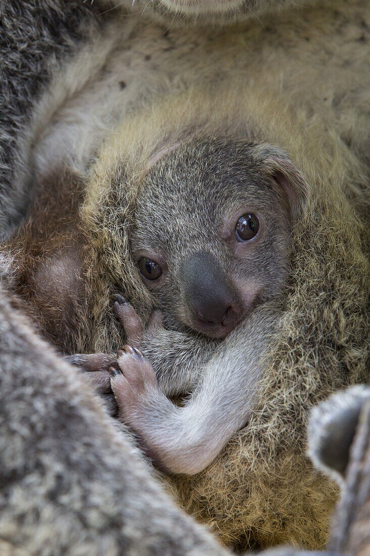 Koala (Phascolarctos cinereus) seven-month-old joey peeking out of mothers' pouch, Queensland, Australia