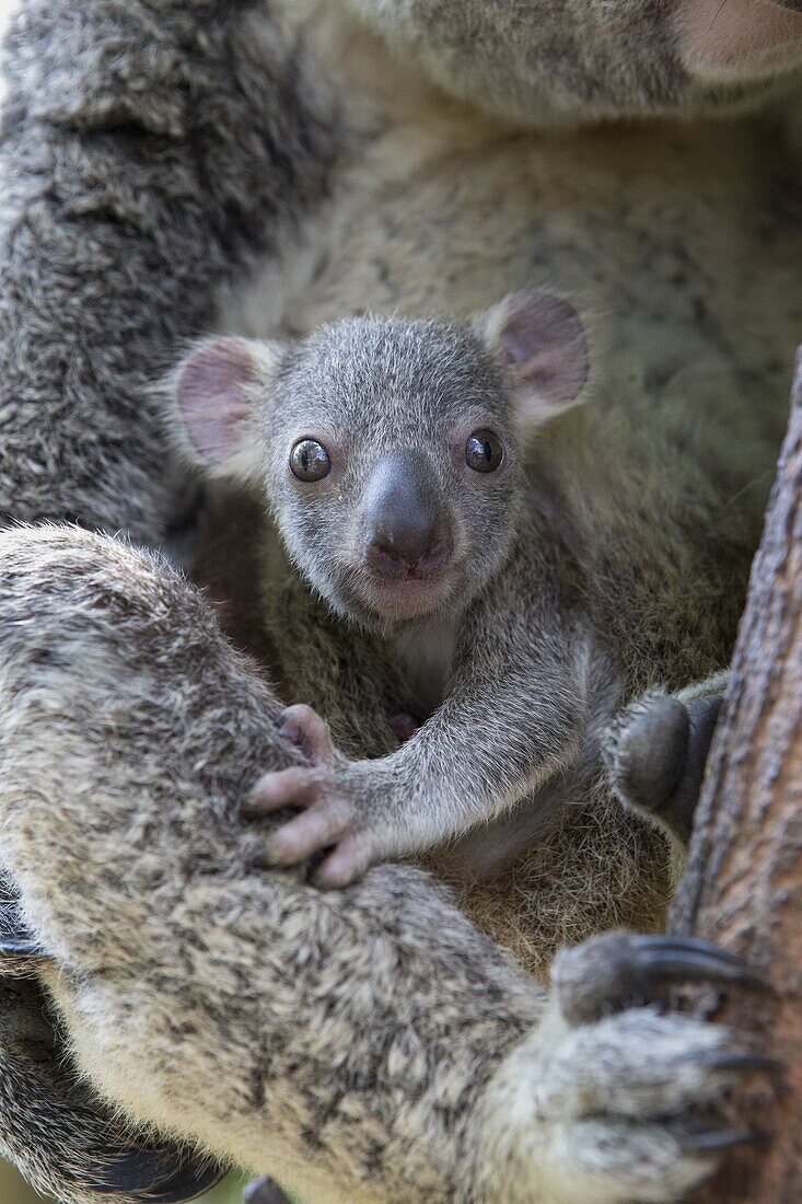 Koala (Phascolarctos cinereus) seven-month-old joey halfway out of mother's pouch, Queensland, Australia
