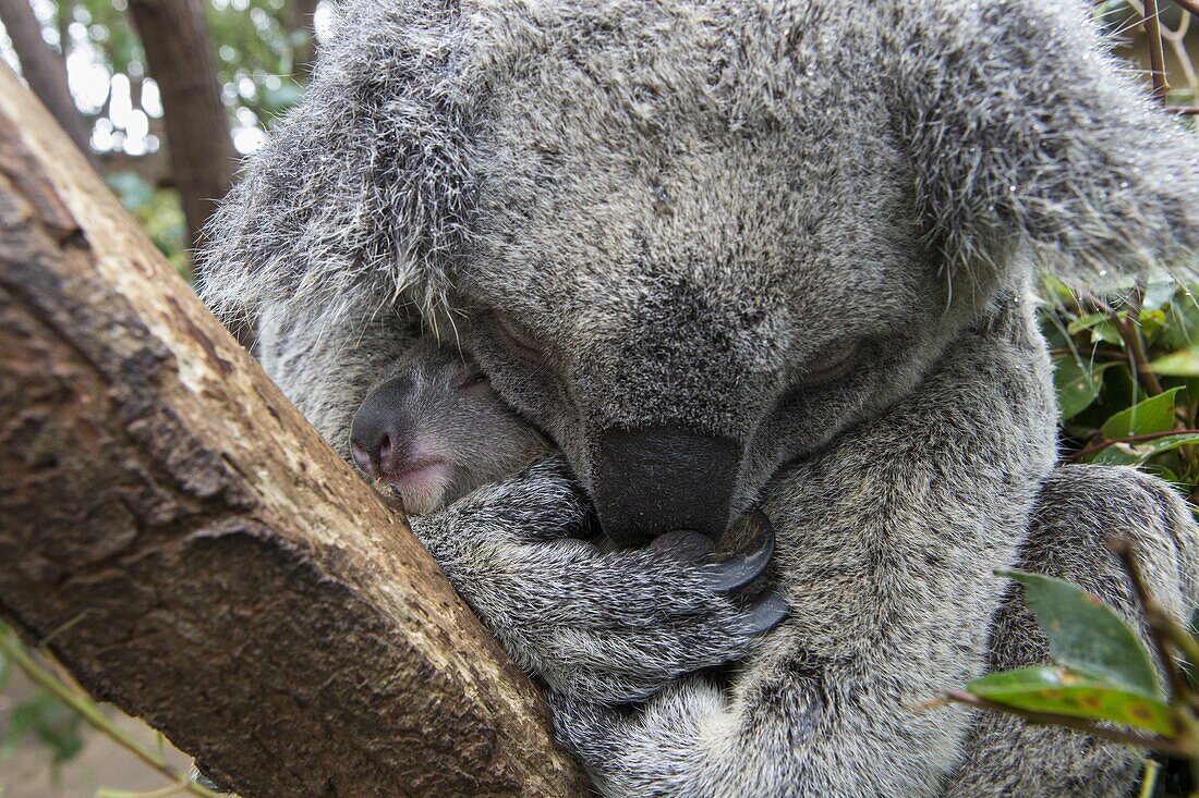 Koala (Phascolarctos cinereus) mother embracing seven-month-old joey, Queensland, Australia