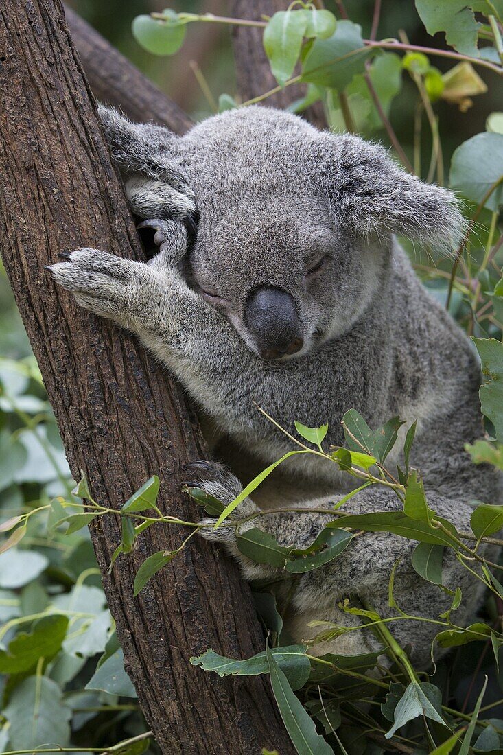 Koala (Phascolarctos cinereus) sleeping, Queensland, Australia