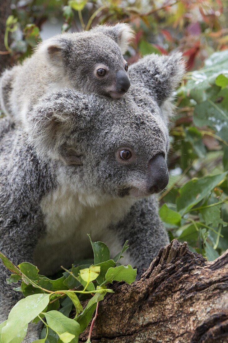 Koala (Phascolarctos cinereus) eight-month-old joey on mother's back, Queensland, Australia