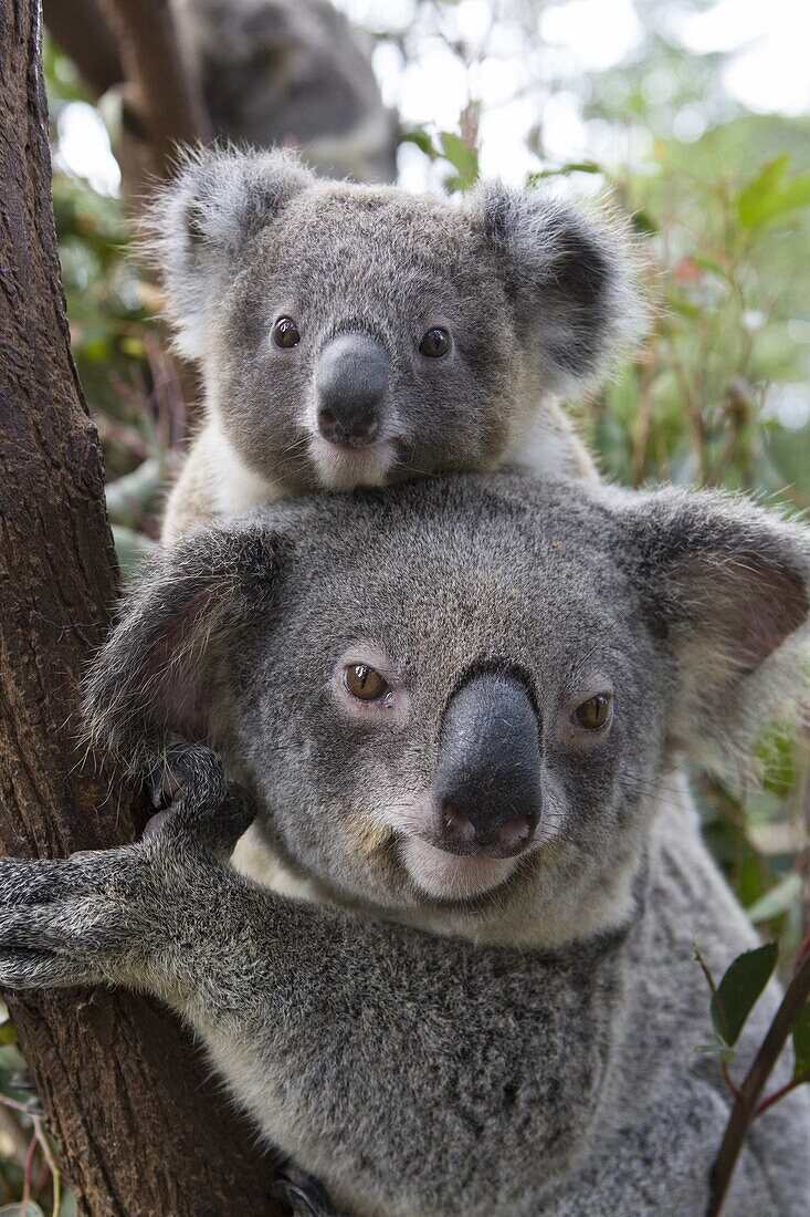 Koala (Phascolarctos cinereus) mother and ten-month-old joey, Queensland, Australia
