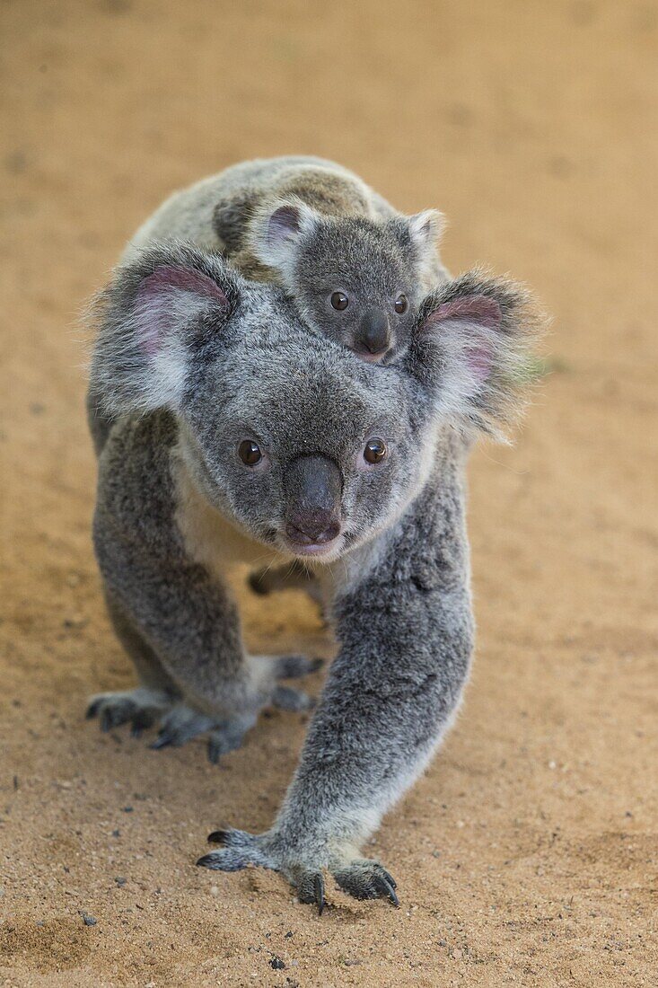 Koala (Phascolarctos cinereus) eight-month-old joey riding on mother's back, Queensland, Australia