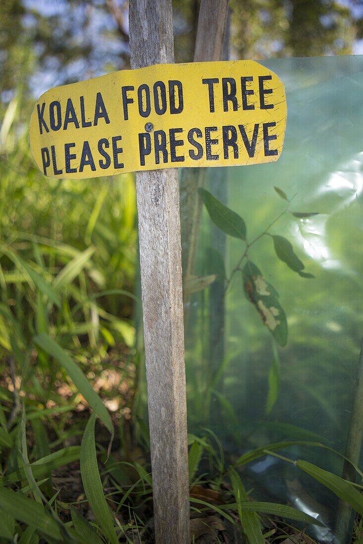 Koala (Phascolarctos cinereus) sign for tree-planting project, New South Wales, Australia