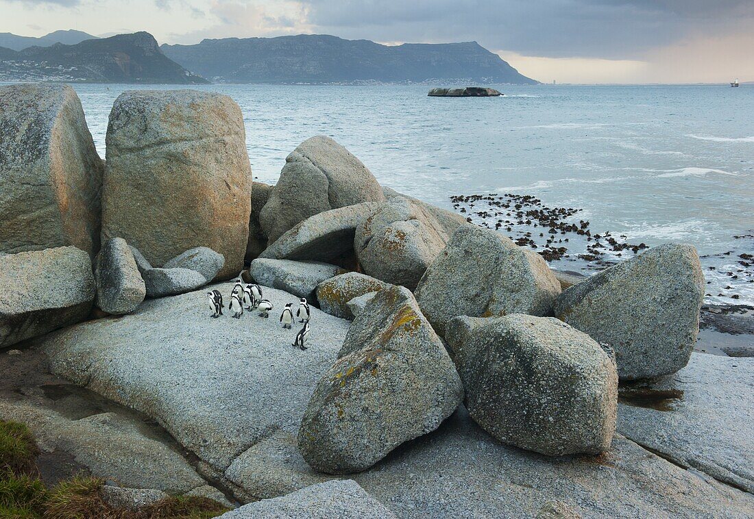 Black-footed Penguin (Spheniscus demersus) group, Boulders Beach, Cape Peninsula, South Africa