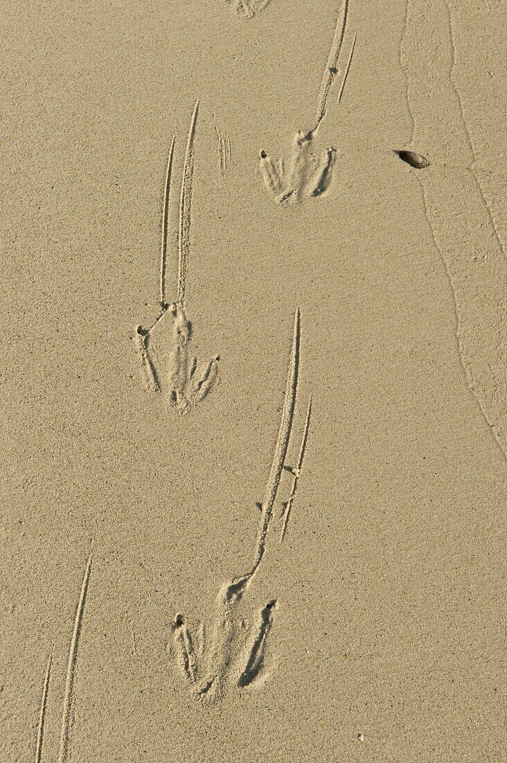 Black-footed Penguin (Spheniscus demersus) footprints in sand, Boulders Beach, Cape Peninsula, South Africa