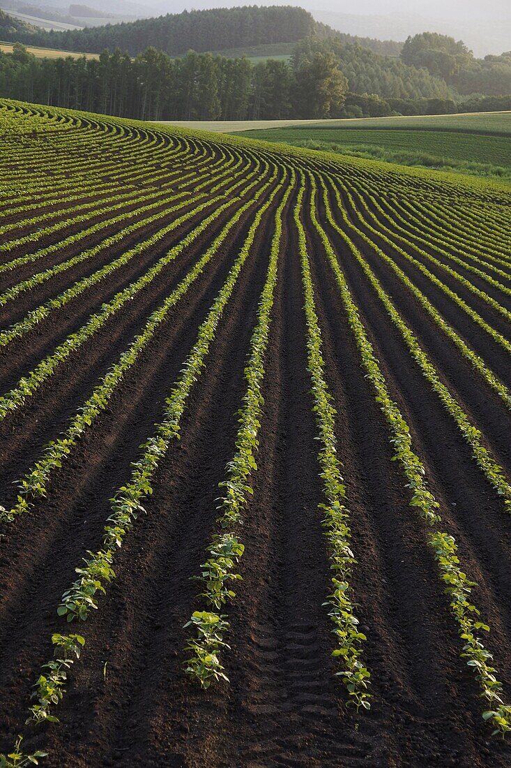 Potato (Solanum tuberosum) farm, Hokkaido, Japan