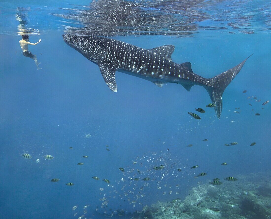 Whale Shark (Rhincodon typus) and diver, Oslob, Cebu, Philippines