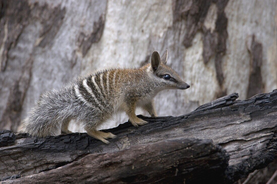 Numbat (Myrmecobius fasciatus), Australia