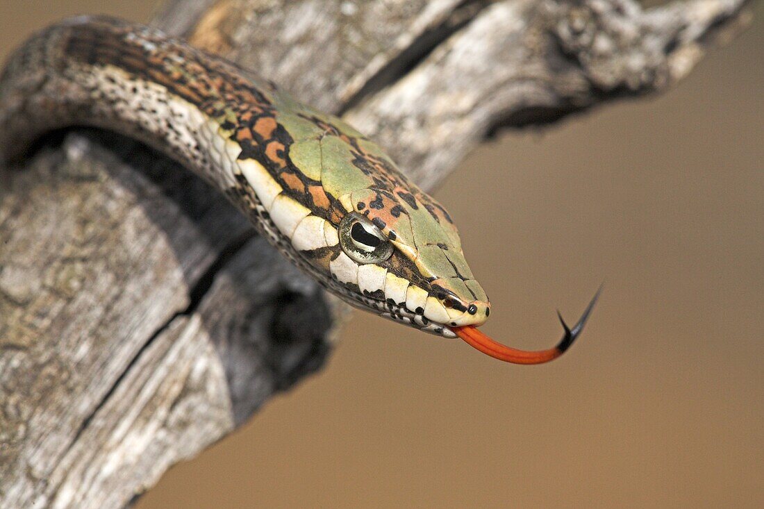 Twig Snake (Thelotornis capensis) displaying its tongue, iSimangaliso Wetland Park, South Africa