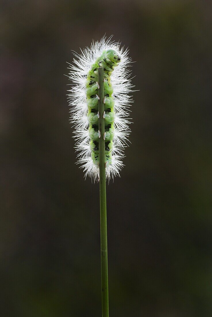 Pale Tussock (Calliteara pudibunda) caterpillar, Nijmegen, Netherlands