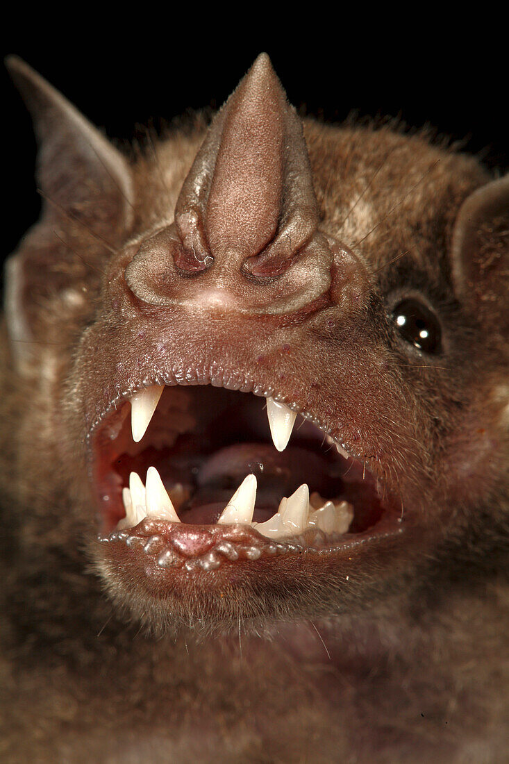 Greater Spear-nosed Bat (Phyllostomus hastatus) showing teeth, Smithsonian Tropical Research Station, Barro Colorado Island, Panama