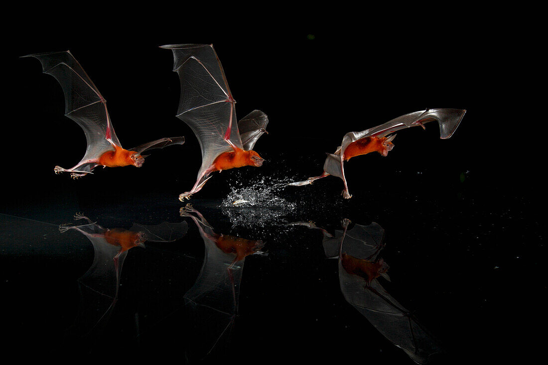 Greater Bulldog Bat (Noctilio leporinus) fishing, Smithsonian Tropical Research Station, Barro Colorado Island, Panama