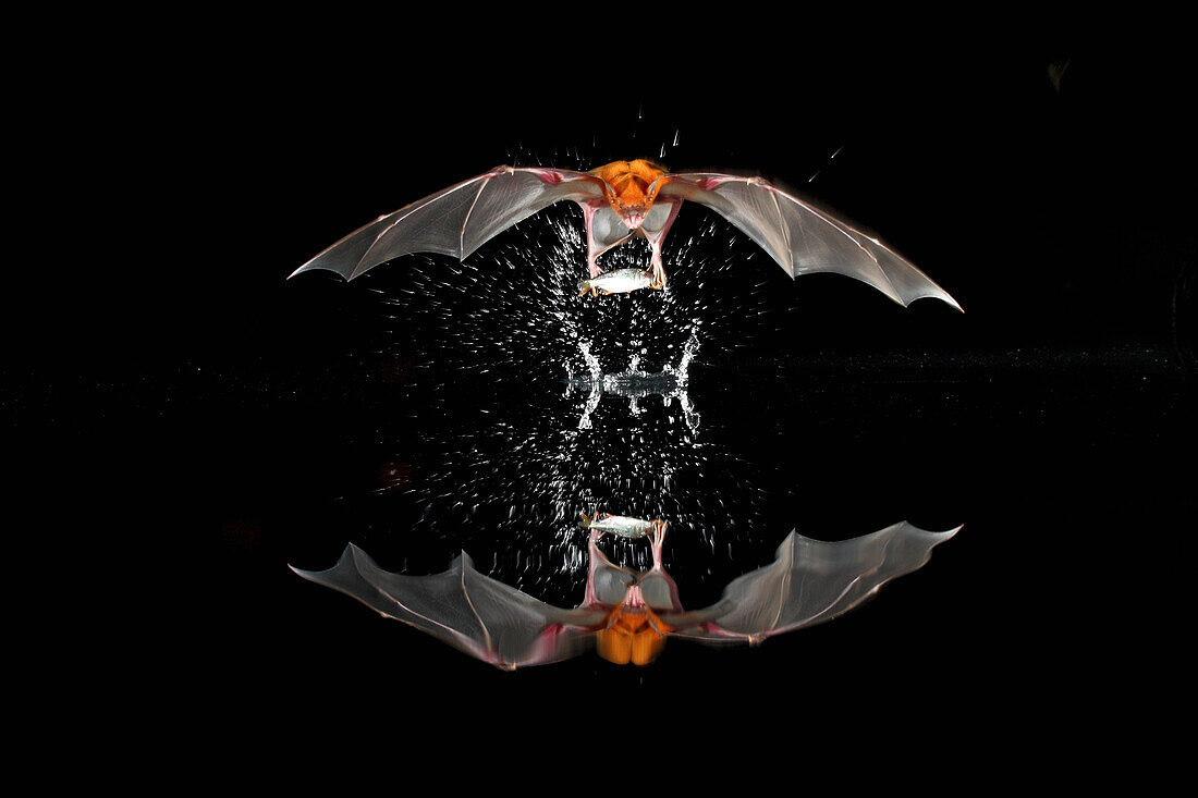 Greater Bulldog Bat (Noctilio leporinus) fishing, Smithsonian Tropical Research Station, Barro Colorado Island, Panama