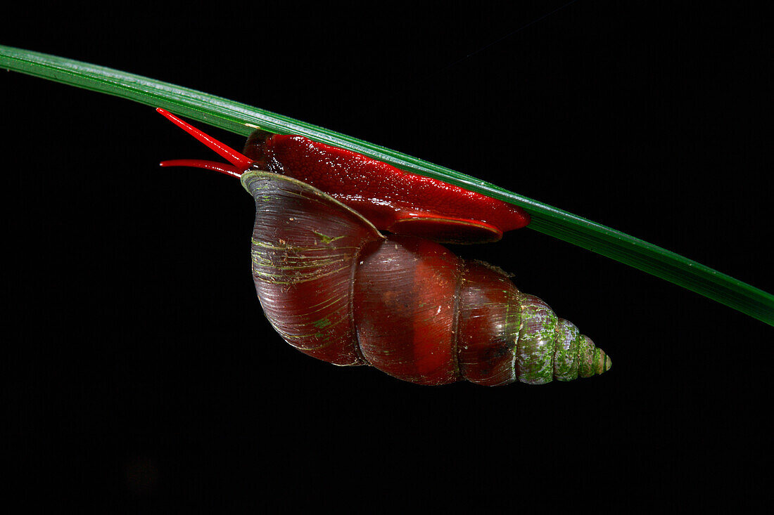 Land Snail (Camaenidae) at night, Lambir Hills National Park, Sarawak, Malaysia