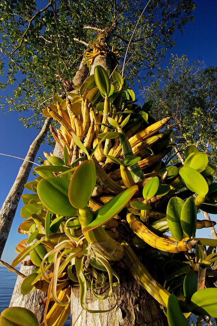 Orchid (Caularthron sp) epiphytes on the trunk of a Black Mangrove (Avicennia germinans), Rio Grande, southern Belize