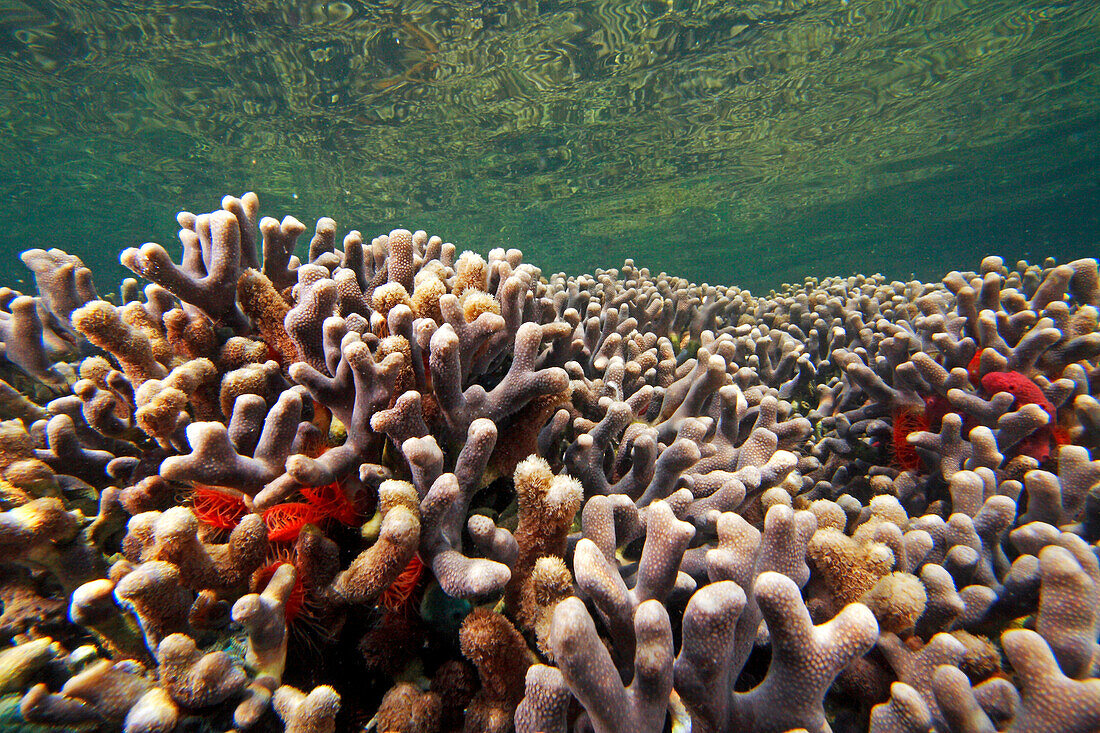 Hump Coral (Porites sp), Bastimentos Marine National Park, Bocas del Toro, Panama