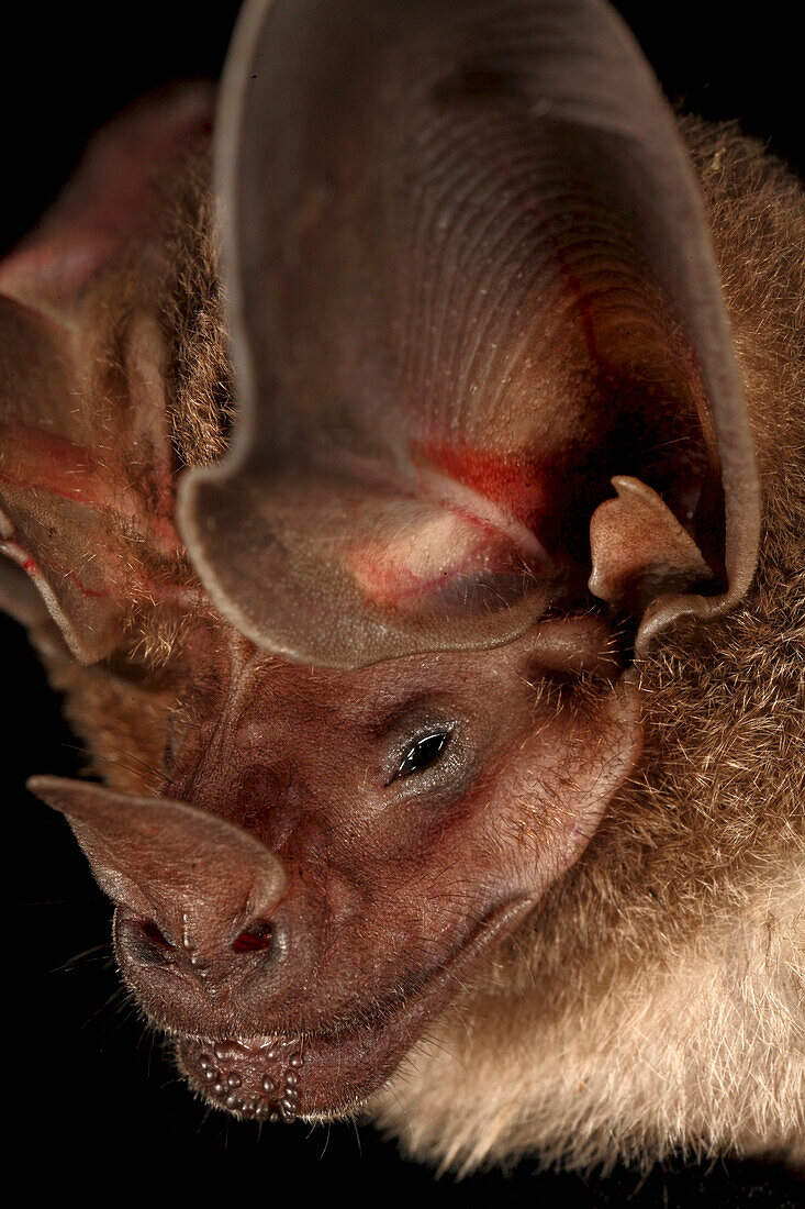 D'orbigny's Round-eared Bat (Lophostoma silvicolum), Smithsonian Tropical Research Station, Barro Colorado Island, Panama