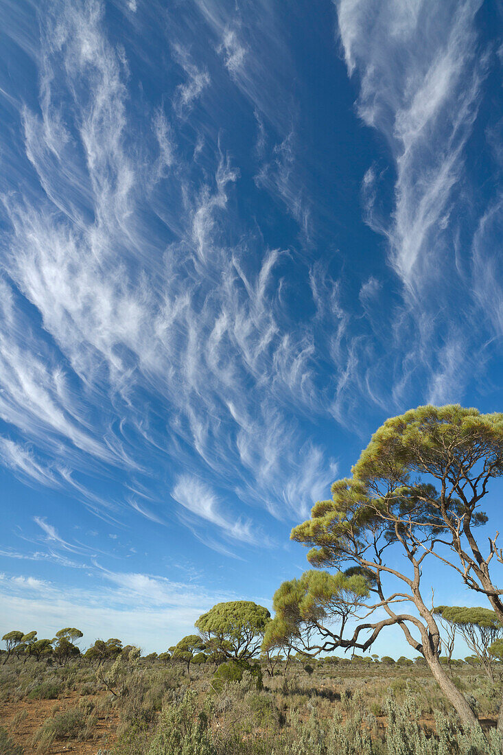 Gum Tree (Eucalyptus sp) group and cirrus clouds, Nullarbor Plain, Western Australia, Australia