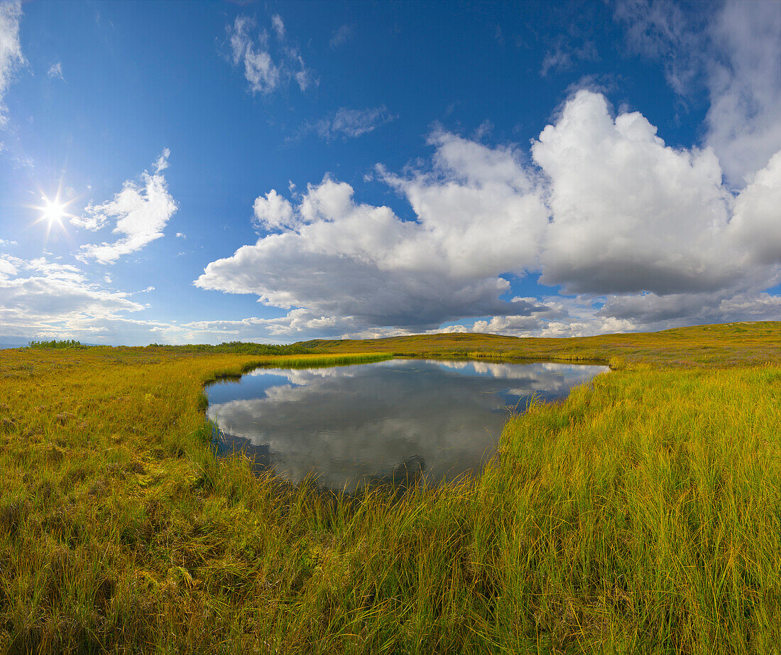 Tundra pond, Denali National Park, Alaska