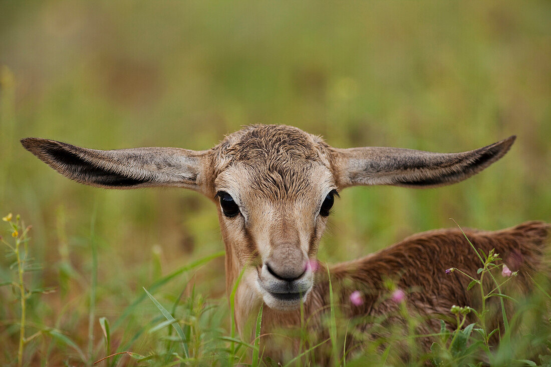 Springbok (Antidorcas marsupialis) calf, Kalahari, Northern Cape, South Africa