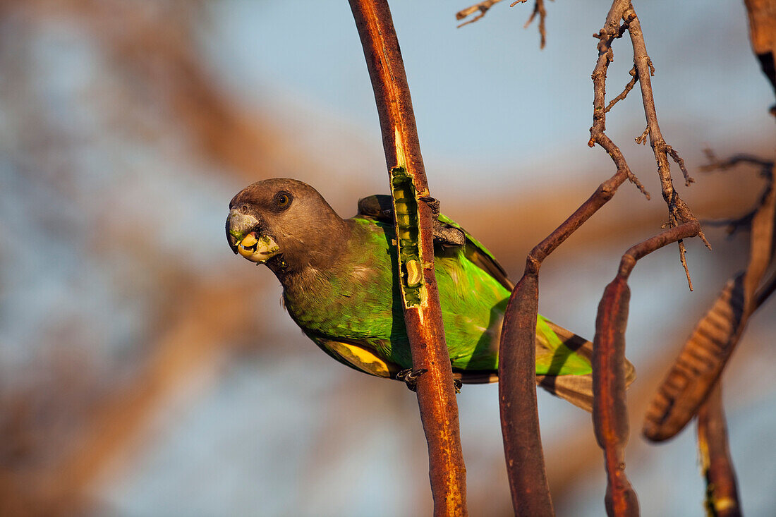 Brown-headed Parrot (Poicephalus cryptoxanthus) feeding on seeds from seed pod, Kruger National Park, South Africa