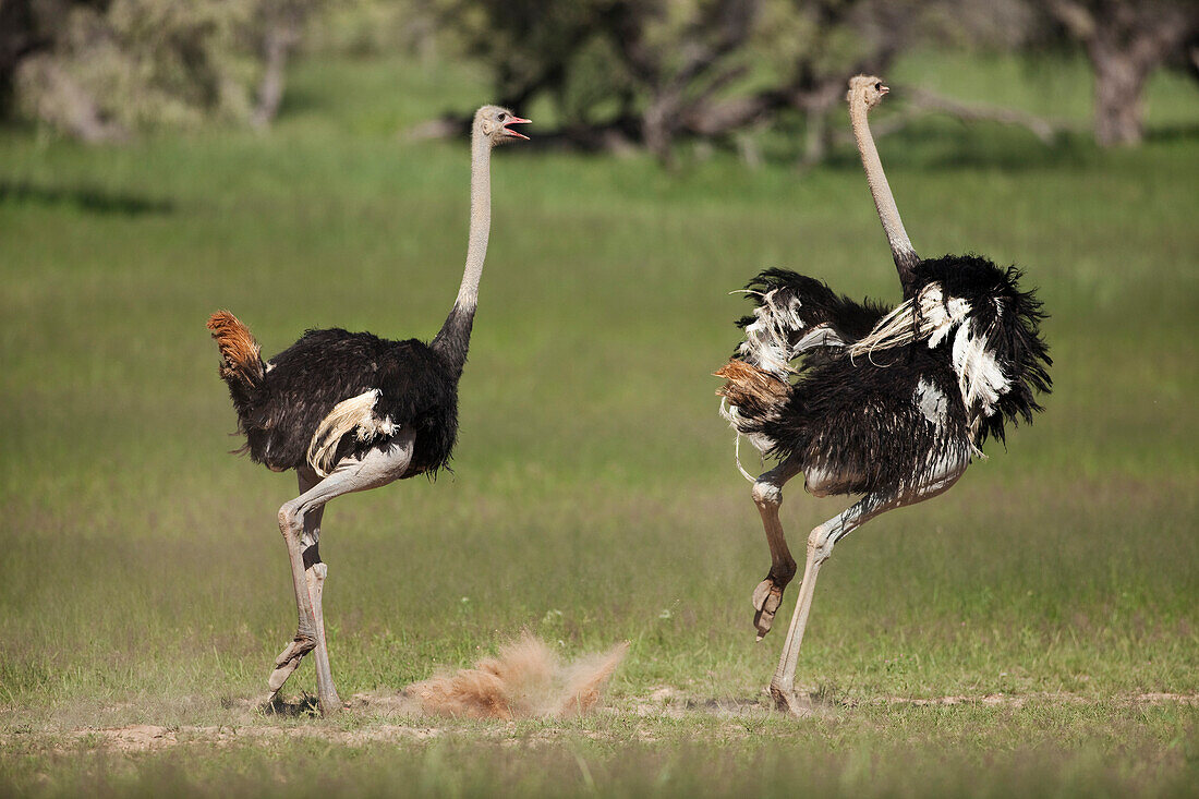 Ostrich (Struthio camelus) males running during dispute, Kalahari, Northern Cape, South Africa