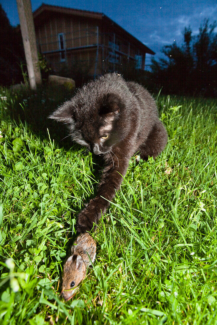 Domestic Cat (Felis catus) catching mouse in garden, Bavaria, Germany