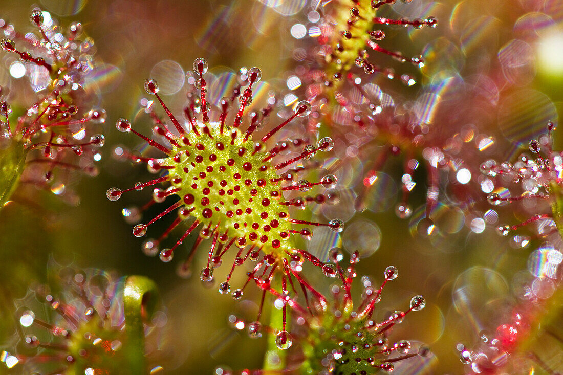 Oblong-leaved Sundew (Drosera intermedia) with dew which attracts and catches prey, Bavaria, Germany