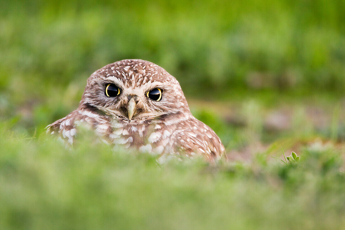 Burrowing Owl (Athene cunicularia) in burrow, Berkeley, California