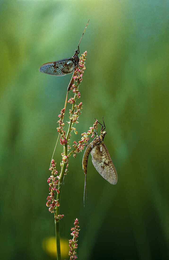 Mayfly pair, England