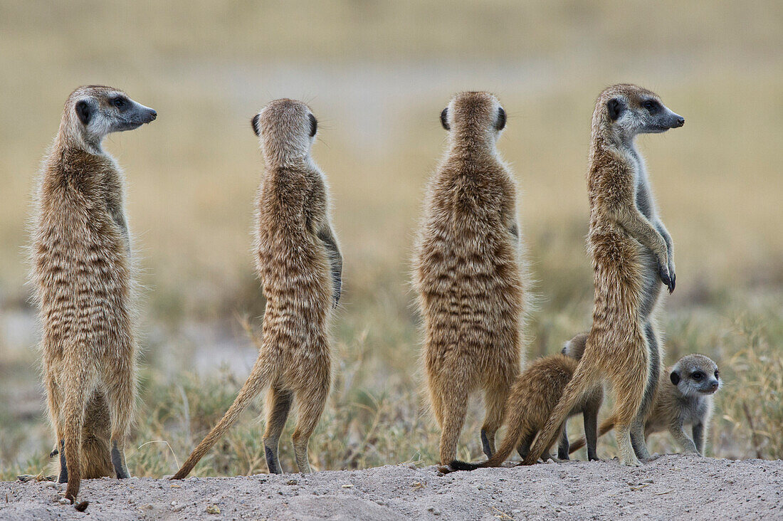 Meerkat (Suricata suricatta) family standing guard, Makgadikgadi Pans, Kalahari Desert, Botswana