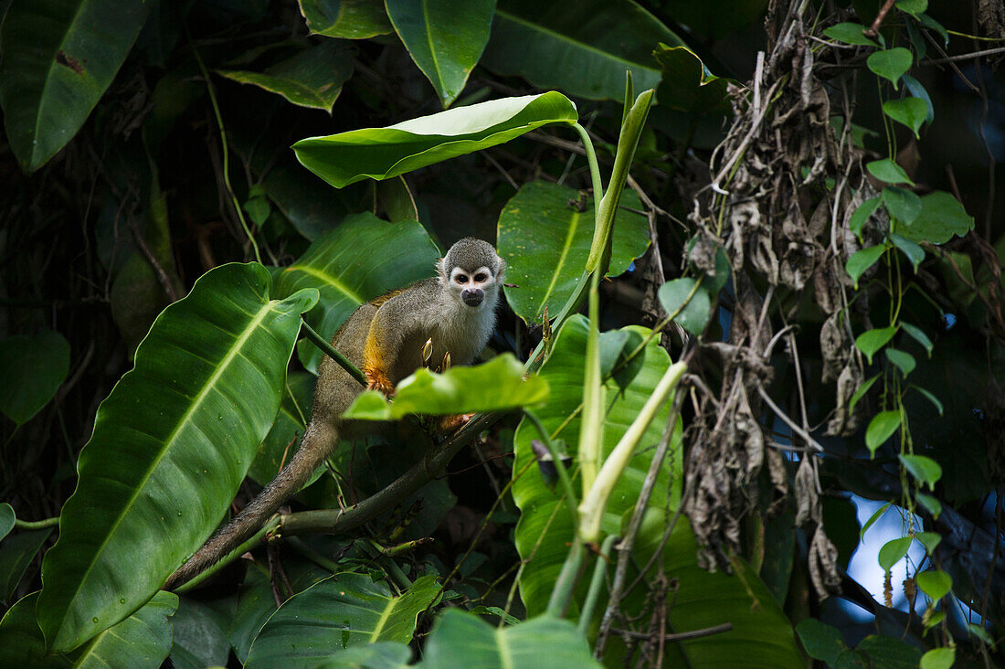 South American Squirrel Monkey (Saimiri sciureus) in tree, Yasuni National Park, Amazon Rainforest, Ecuador