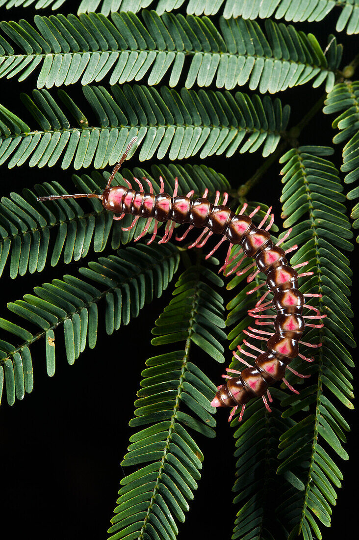 Millipede (Pseudopolydesmus sp), Yasuni National Park, Amazon Rainforest, Ecuador