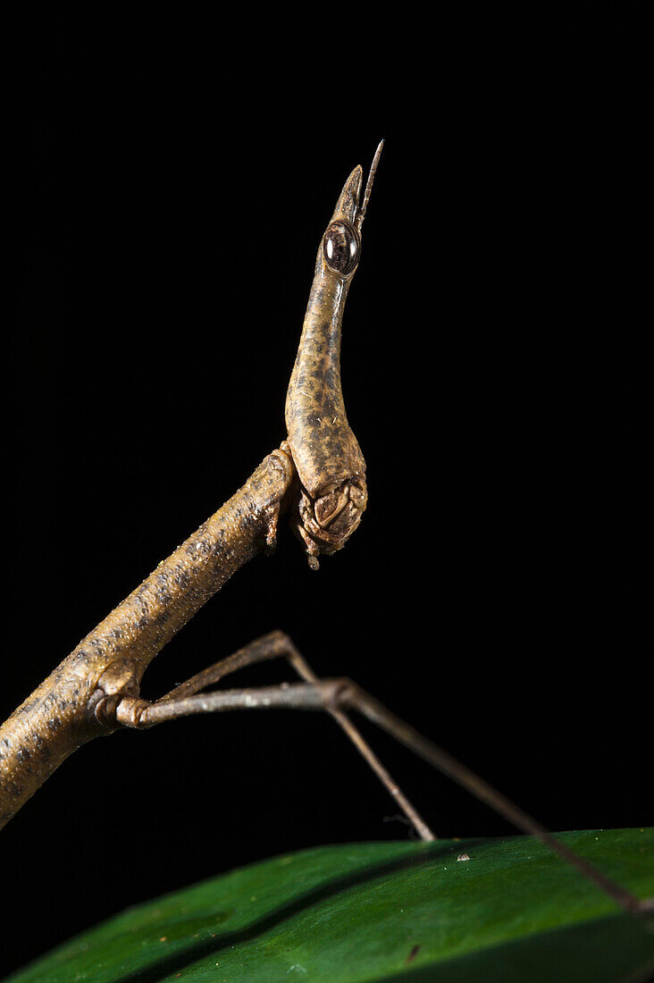 Jumping Stick (Apioscelis sp), Yasuni National Park, Amazon Rainforest, Ecuador