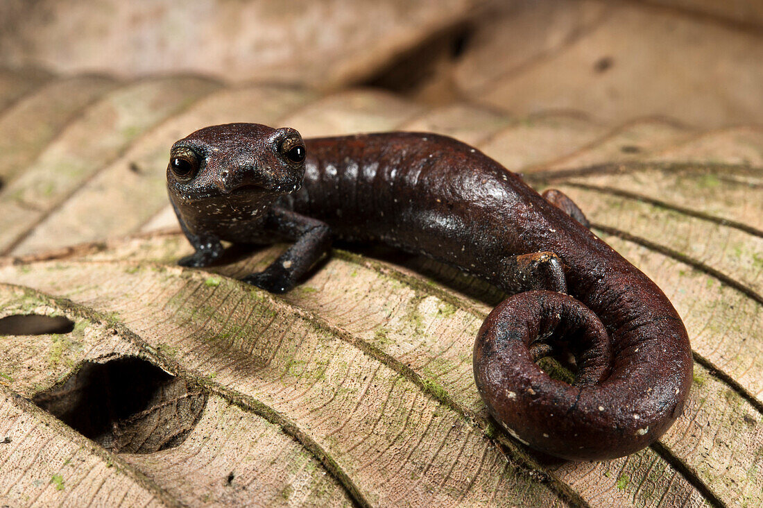 Ecuador Mushroomtongue Salamander (Bolitoglossa equatoriana), Yasuni National Park, Amazon Rainforest, Ecuador