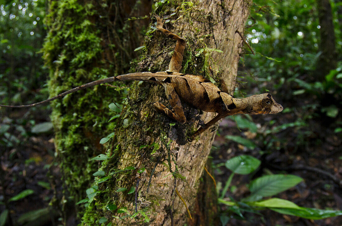Wagler's Anole (Anolis nitens scypheus) in rainforest, Yasuni National Park, Amazon Rainforest, Ecuador