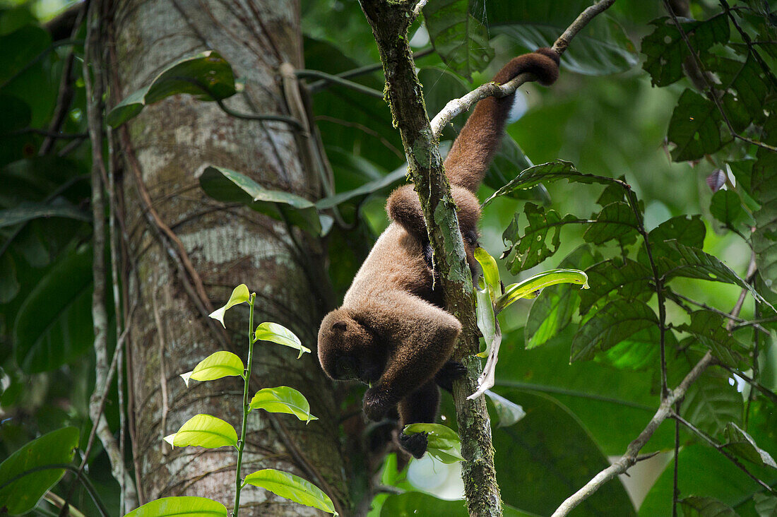 Humboldt's Woolly Monkey (Lagothrix lagotricha) foraging, Yasuni National Park, Amazon Rainforest, Ecuador